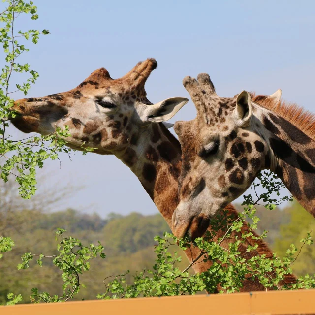 Parc Zoo Reynou Girafe
