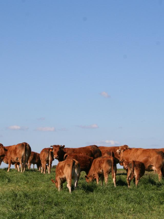 Vaches 2 © Ot Pays De Saint Yrieix