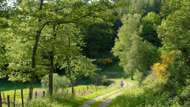 Randonnée Chemin Foret