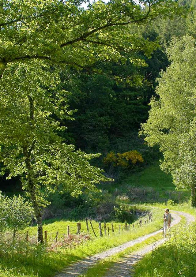 Randonnée Chemin Foret