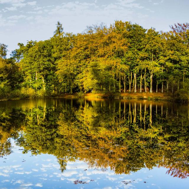 Étang des Landes à Saint Paul en Limousin