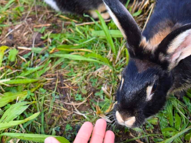 Cuniculteur Lapins des prés Flavignac