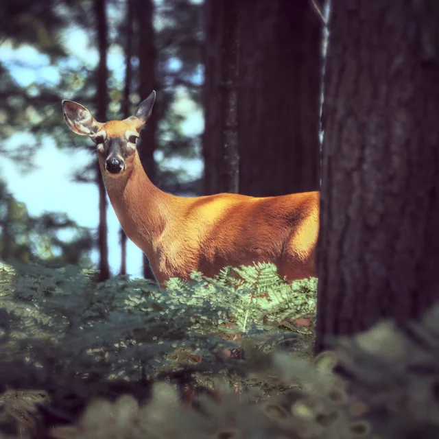 Rencontre Avec Une Biche Dans La Foret Lors d'une Randonnée