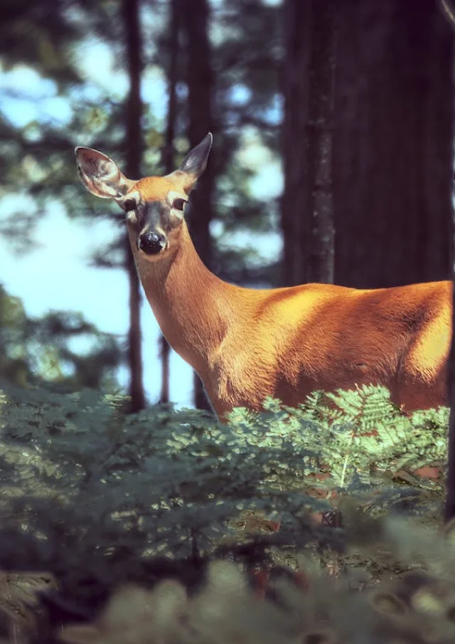 Rencontre Avec Une Biche Dans La Foret Lors d'une Randonnée