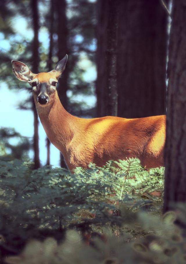 Rencontre Avec Une Biche Dans La Foret Lors Dune Randonnee