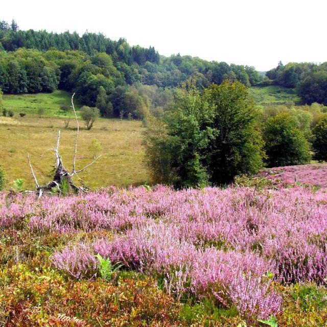 Saint Leger La Montagne Tourbiere Bruyeres Cen 1