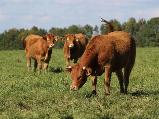 Limousin cows in the meadows