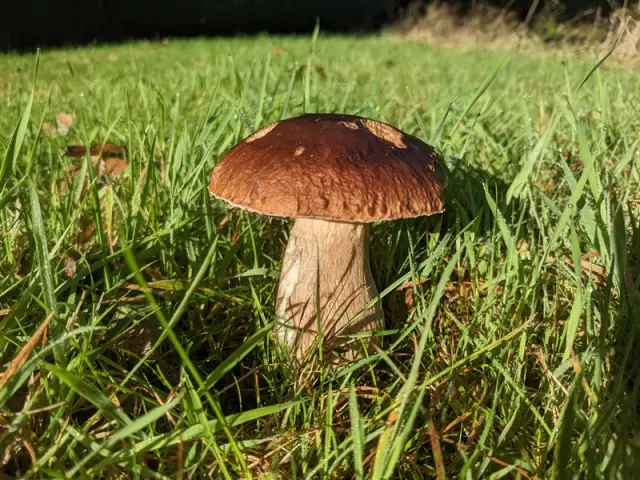 La cueillette des cèpes en Limousin