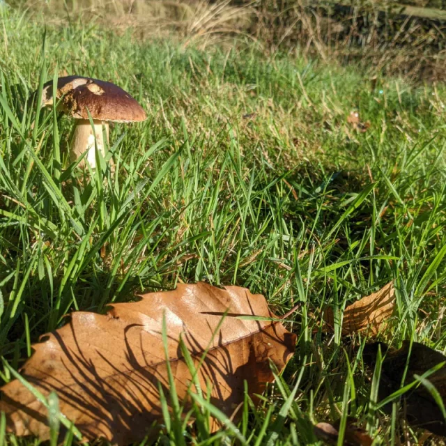 Cueillette automnale de cèpes en Limousin