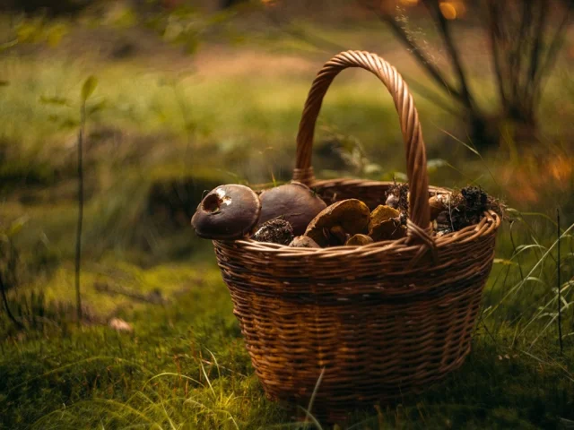 Mushroom basket