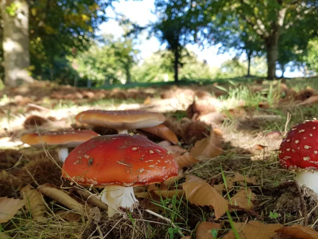 Mushrooms Haute Vienne