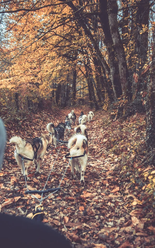 Chiens De Traineau En Limousin En Haute Vienne