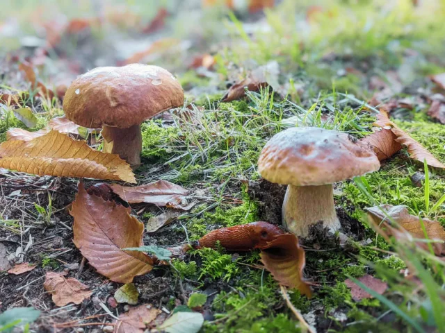 La cueillette des champignons - cèpes