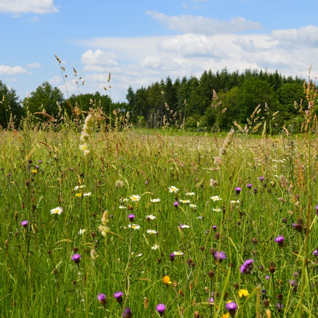 Sentier du Dolmen - Les Cars