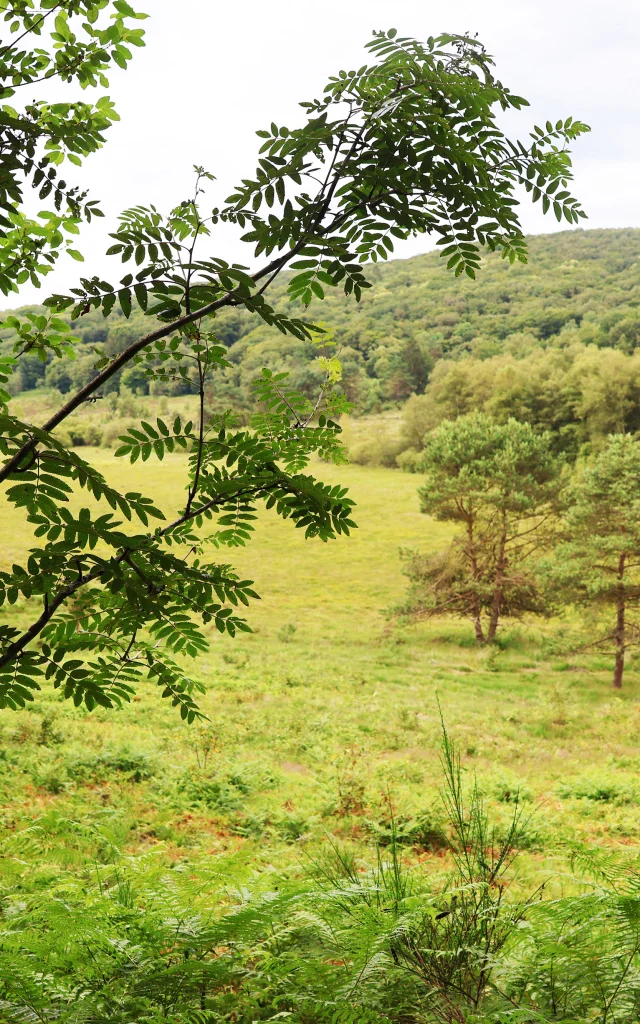 Tourbiere Des Dauges St Leger Limousin