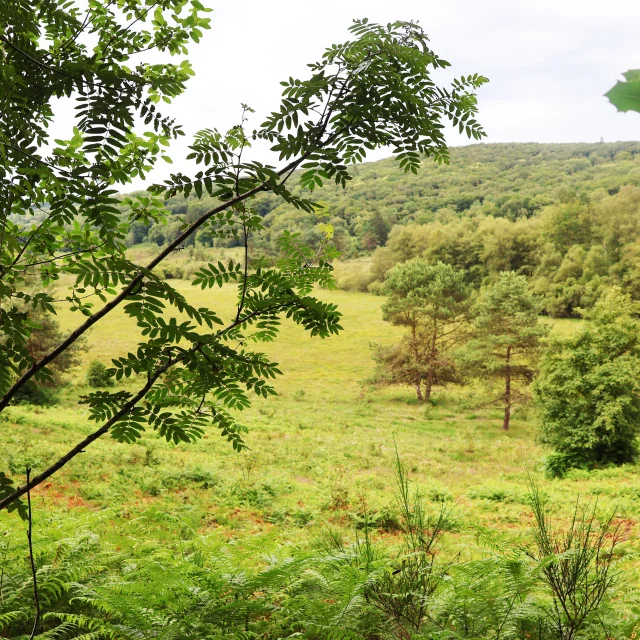 Tourbiere Des Dauges St Leger Limousin