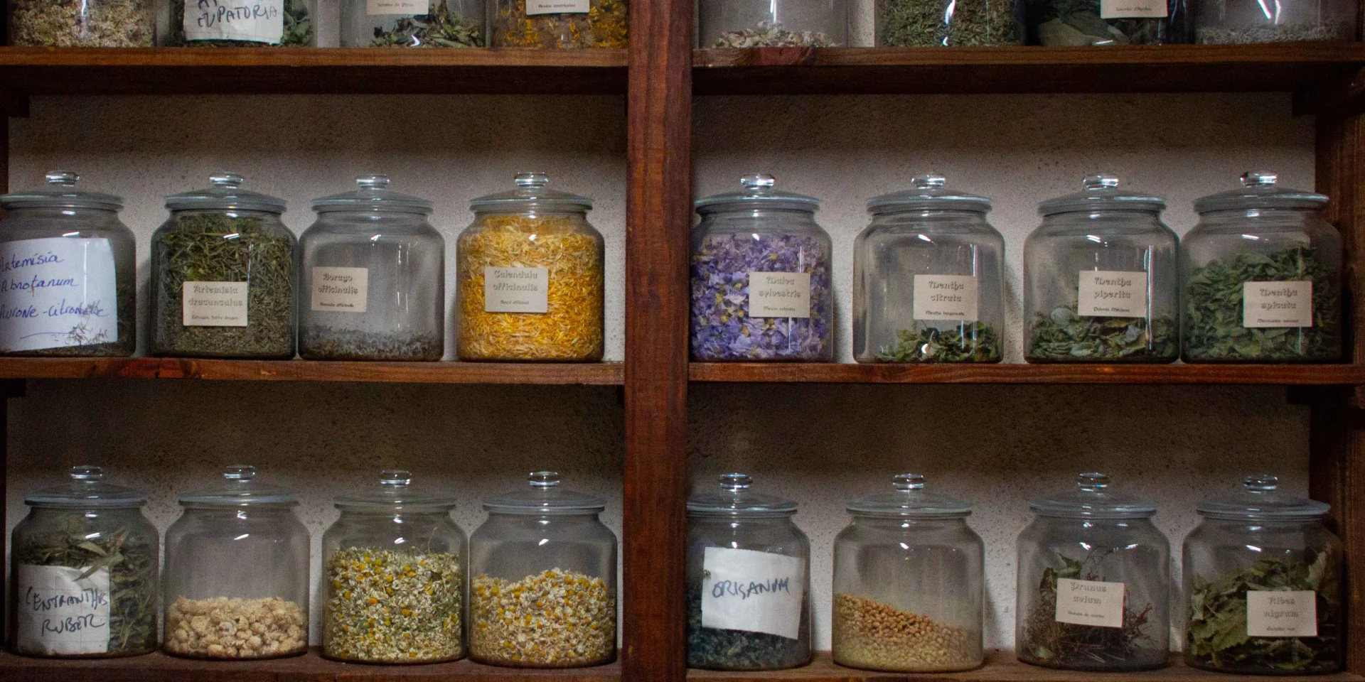 Plantes Du Jardin Botanique Lor Des Simples