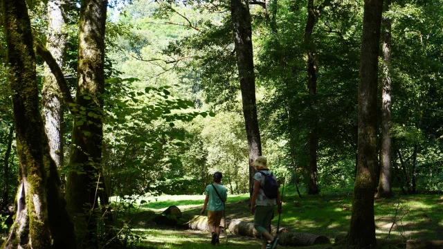 Foret Ligoure Chalucet