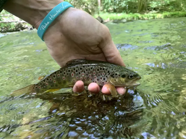 Pêche No Kill en Limousin - Graciation d'une truite fario pêchée dans une rivière de la Haute-Vienne