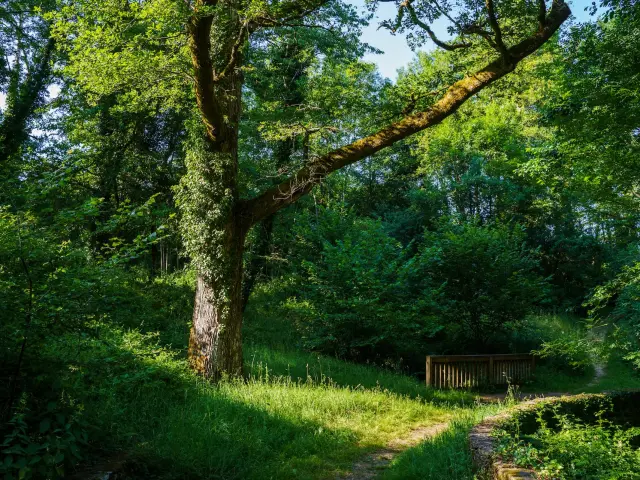 Foret De Ligoure