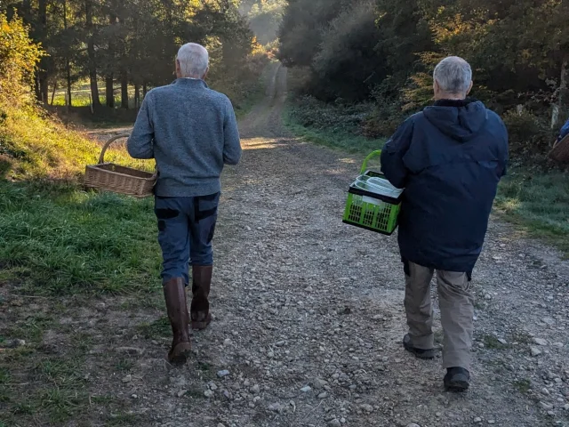 Cueillette De Champignons